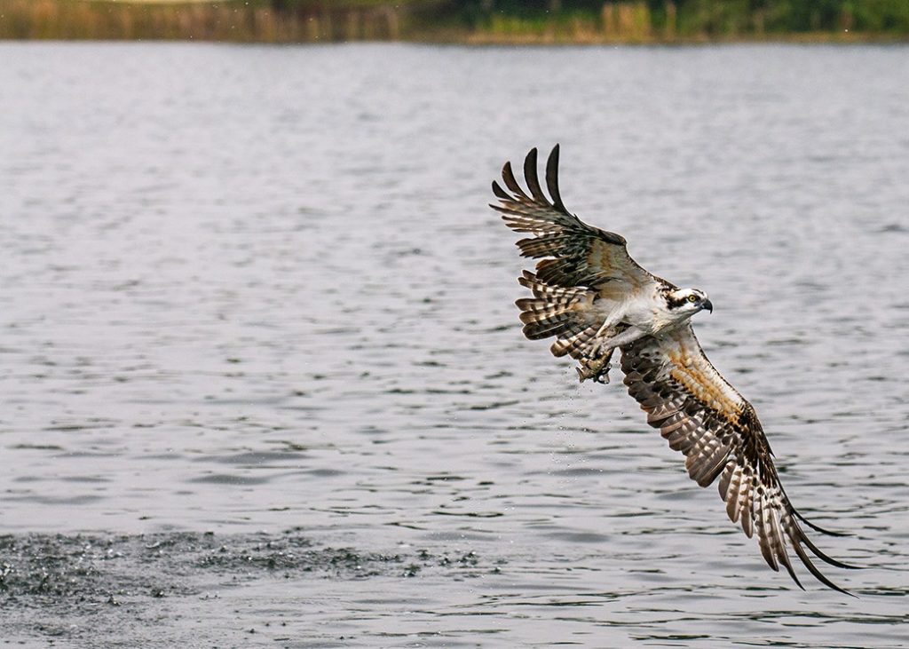 Osprey flying after snatching baitfish from saltwater