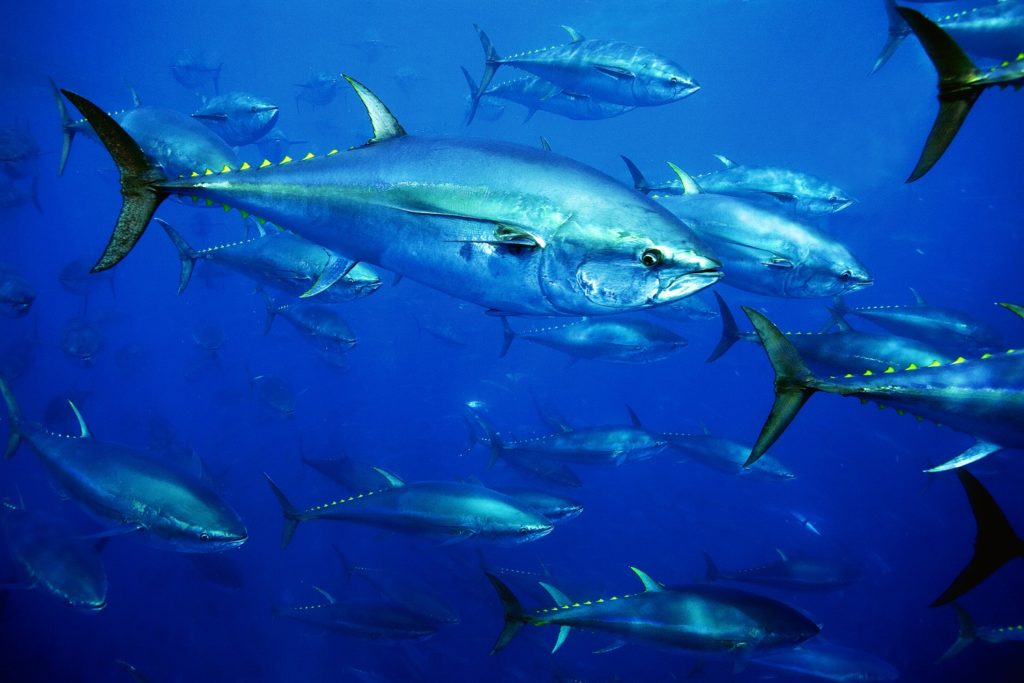 Bluefin tuna fish swimming underwater