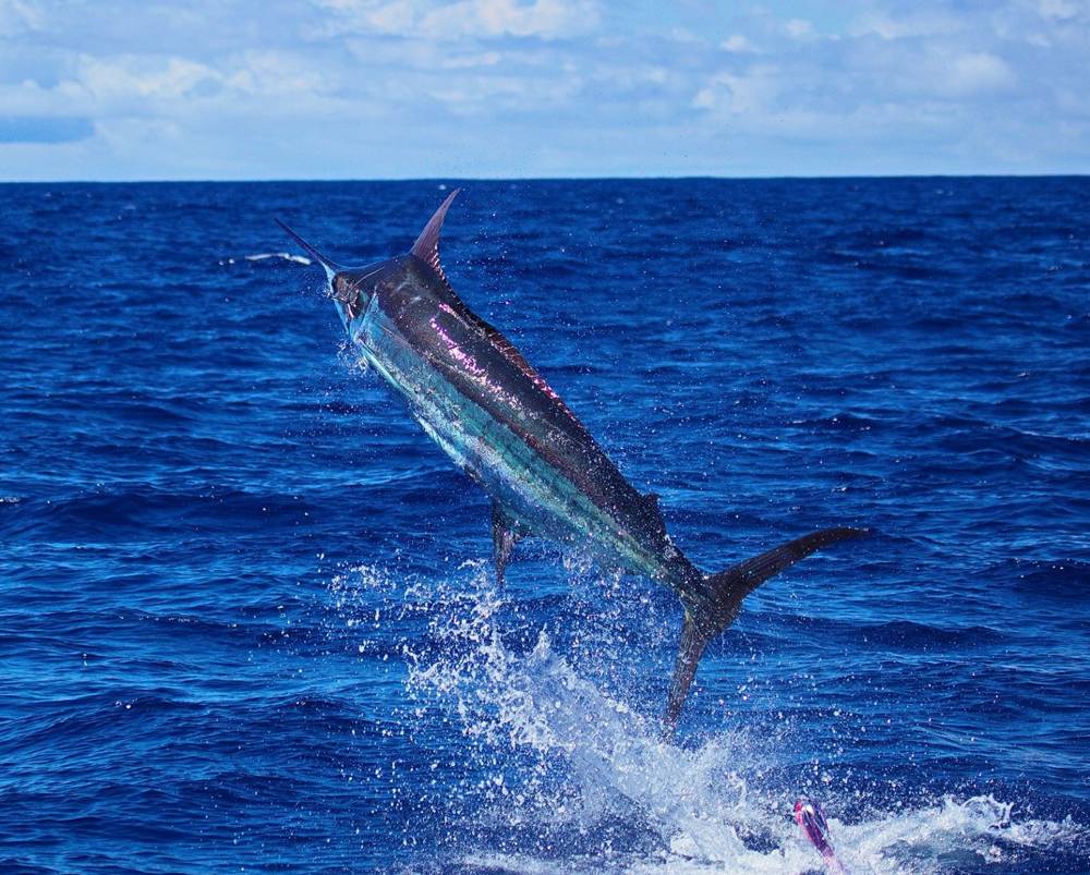 Blue marlin leaps skyward off New Caledonia