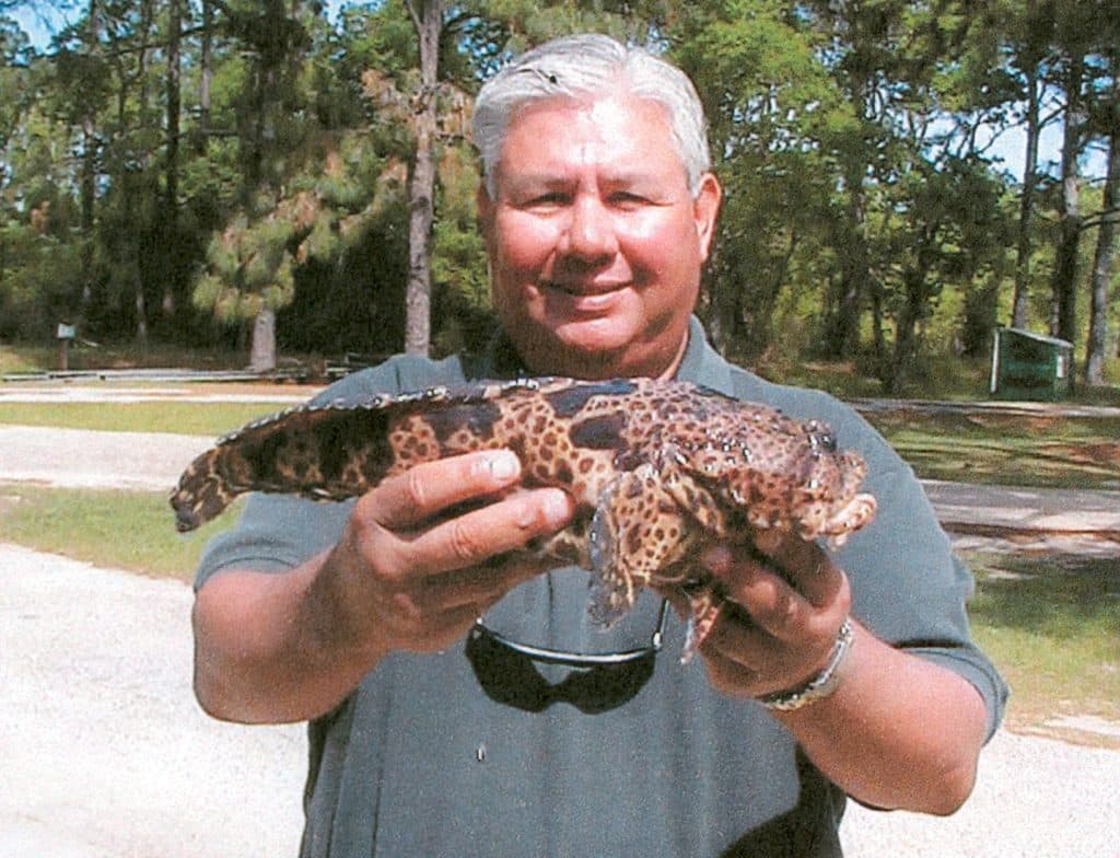 LEOPARD TOADFISH (Opsanus pardus)