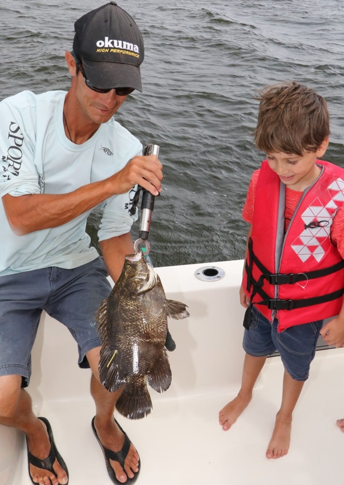 Ready to release a tagged tripletail on the Mississippi coast