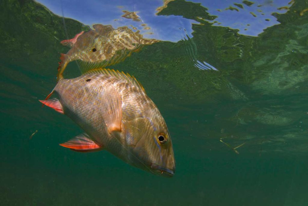 Mutton snapper on a shallow reef