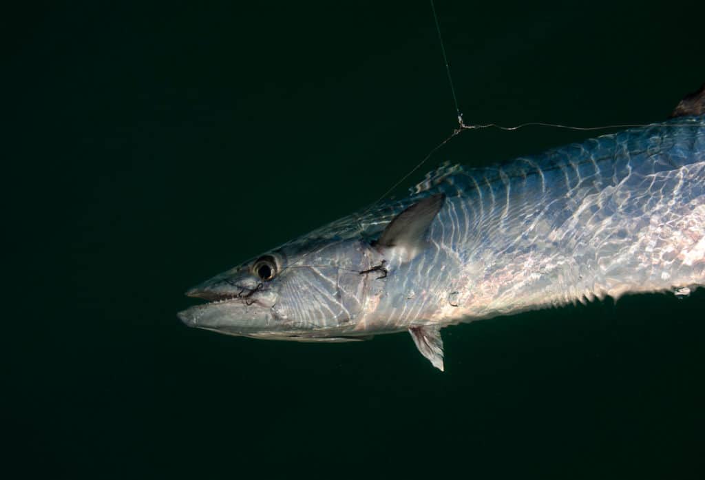 King mackerel caught on a double-pogy rig