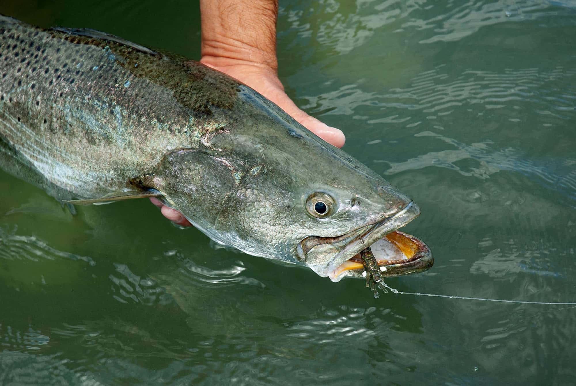 How to Fish for Speckled Trout: The Complete Guide