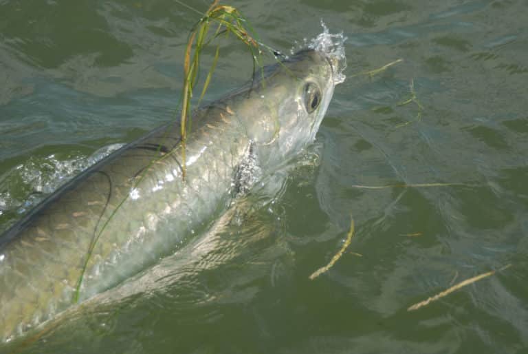 Tarpon caught with bait rigged on leader