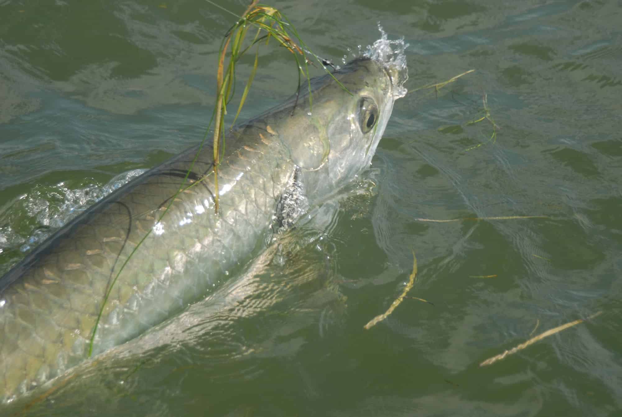 BEARKING-Monofilament Fluorocarbon Fishing Line, Fishing Leader