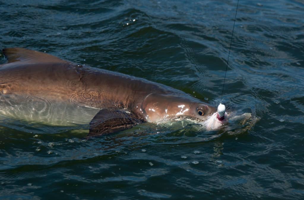 Cobia brought to the boat