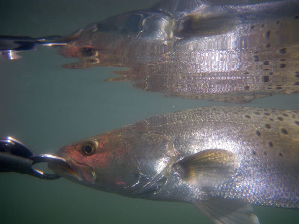 Trout caught in the winter