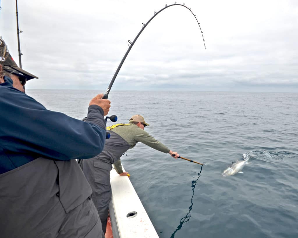 Reeling in a bluefin tuna