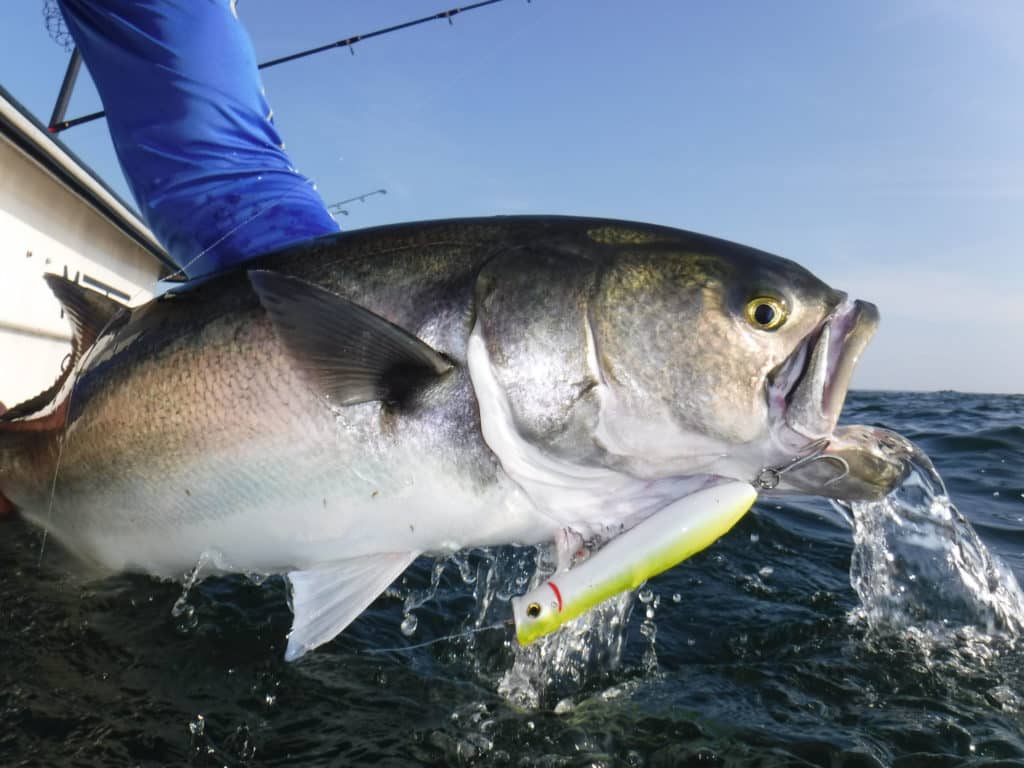 Bluefish caught on topwater plug