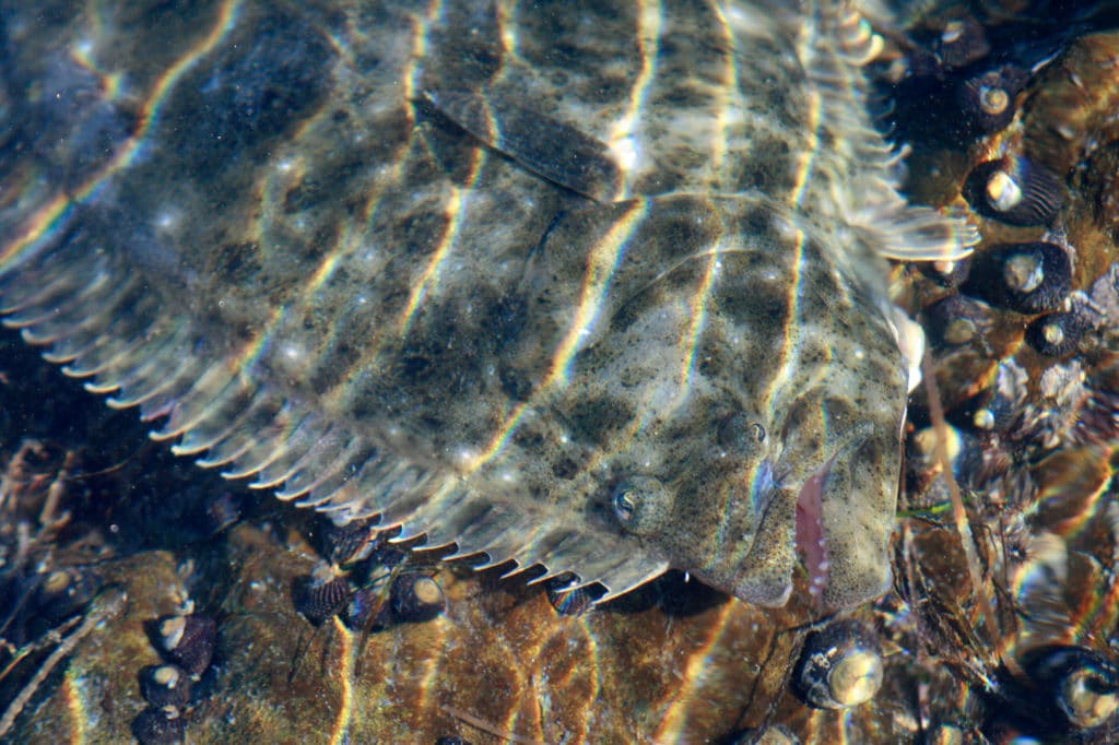 California halibut underwater