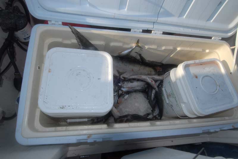 Thresher and blue shark frenzy off the coast of Maine