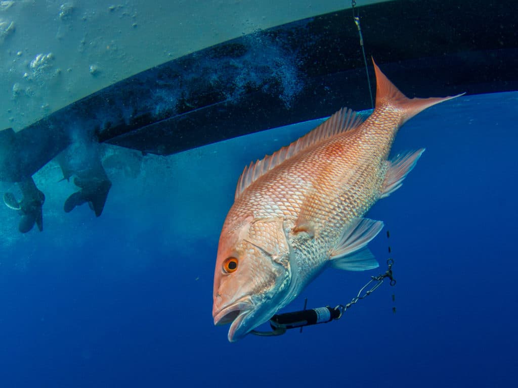 Catch-and-release red snapper fish-descender device