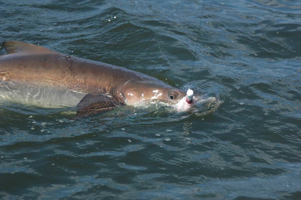 Cobia found near oil rig