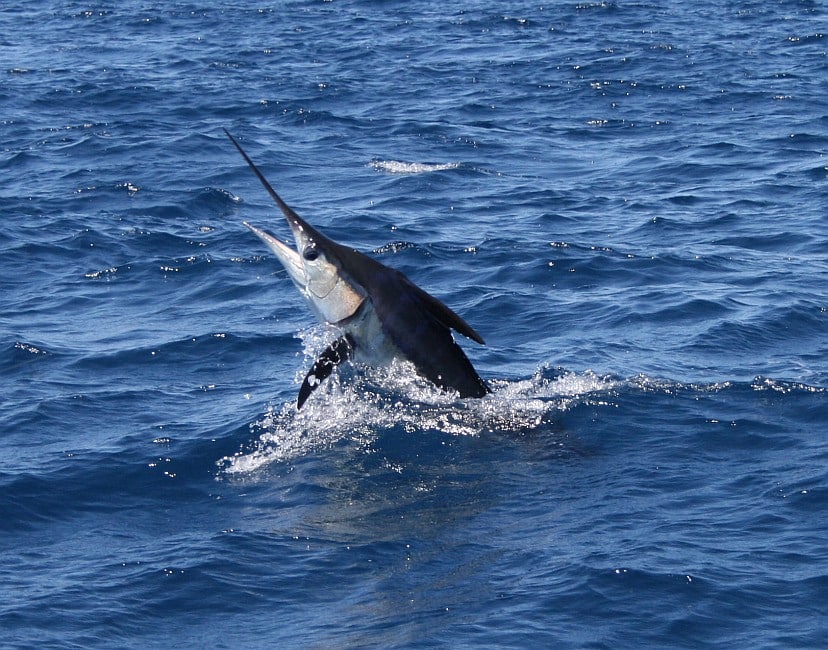 Best fishing vacation Catalina Island, Southern California, deep sea fishing