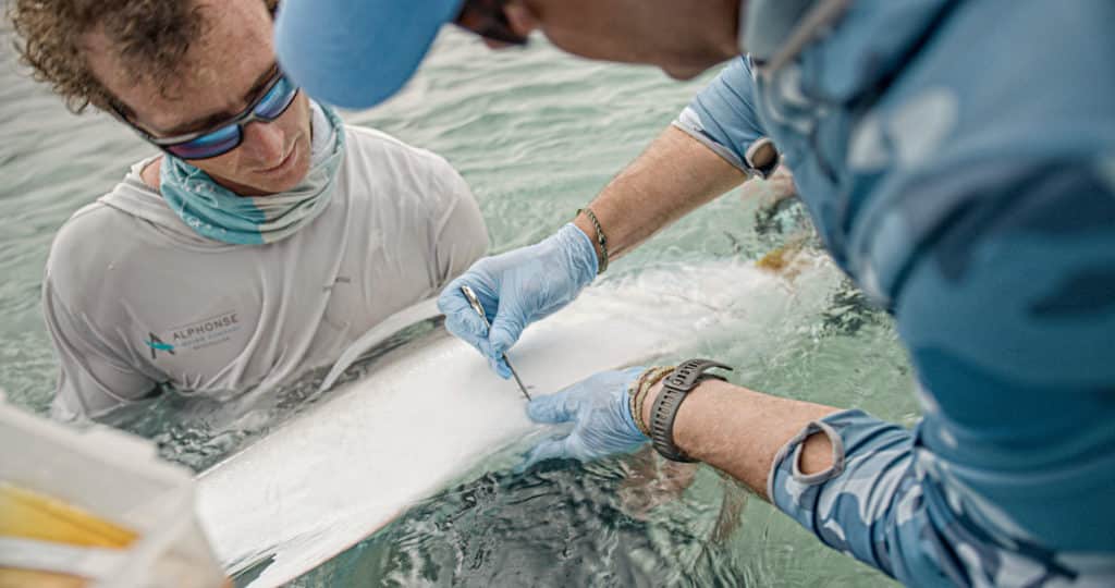 Inserting a tag into a giant trevally