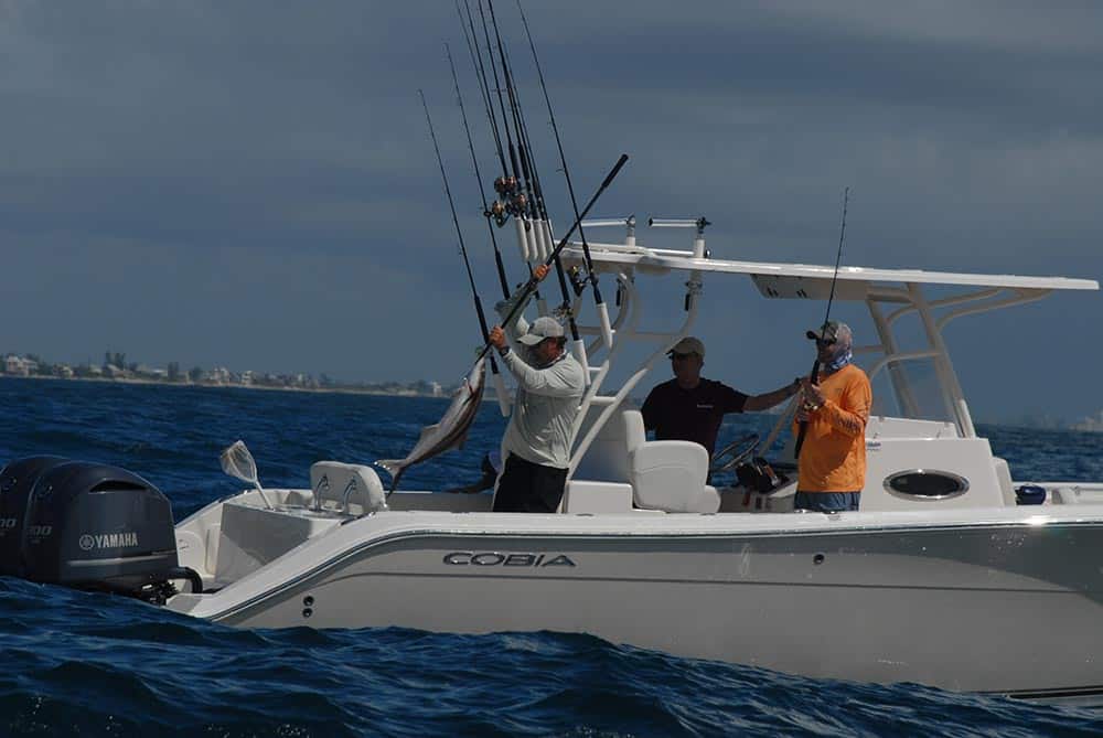 cobia fishing