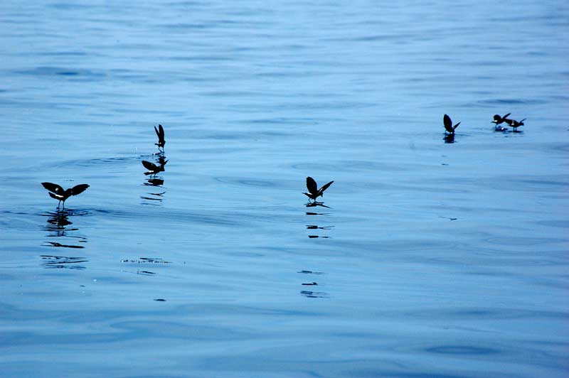 Thresher and blue shark frenzy off the coast of Maine