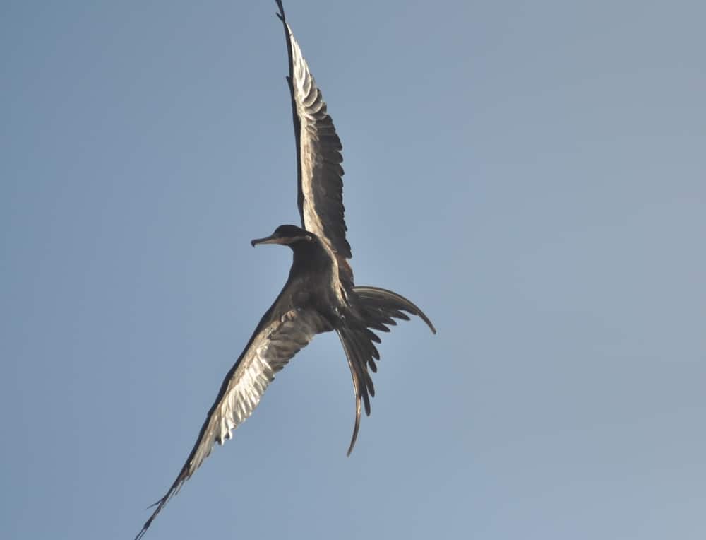 A frigate bird soars over the lagoons of Puerto Rico near San Juan.