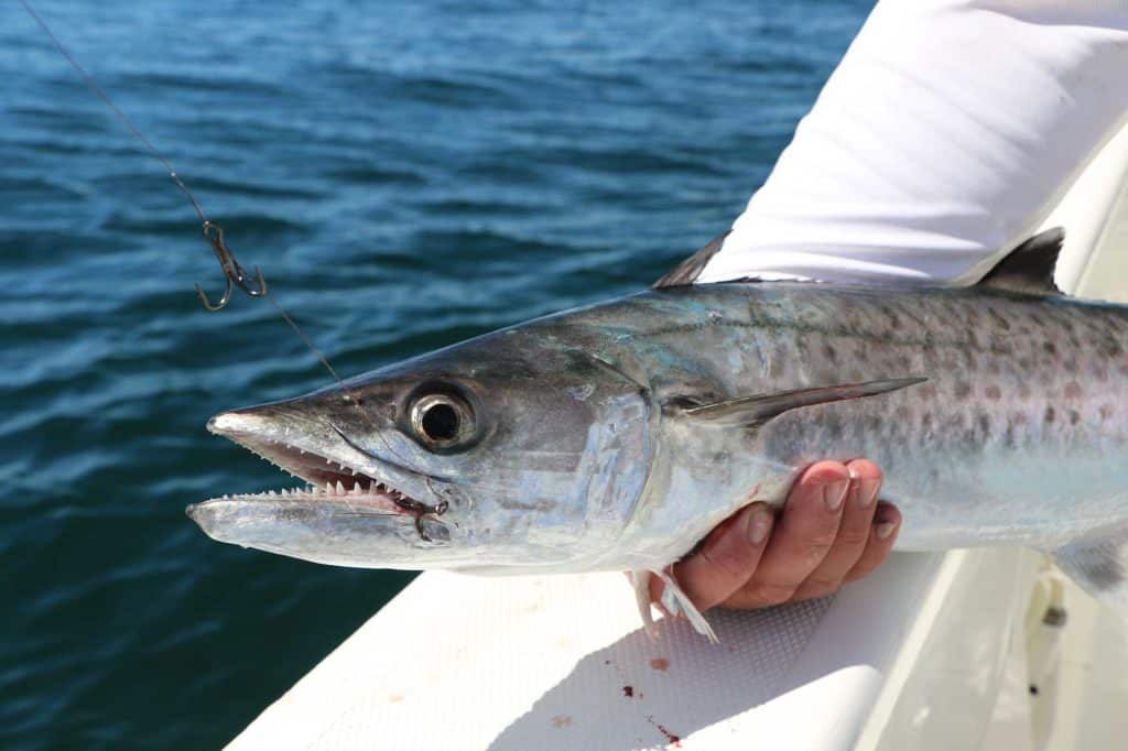 Catching Kingfish Off Cape Canaveral, Florida