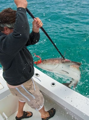 cobia gaff shot