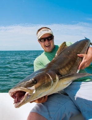 Cobia catch