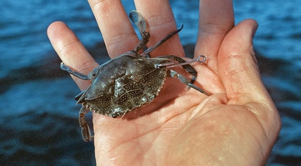 Fishing With Crabs as Bait