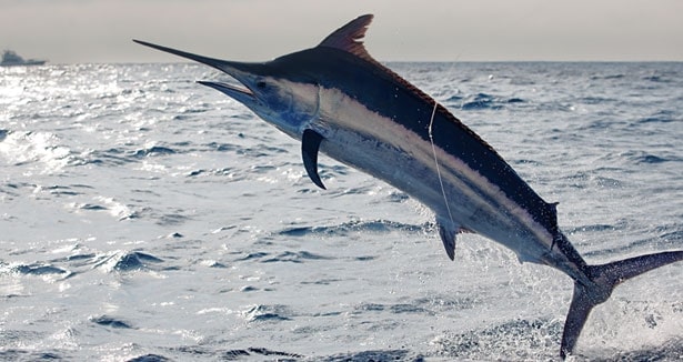 jumping black marlin caught offshore saltwater fishing