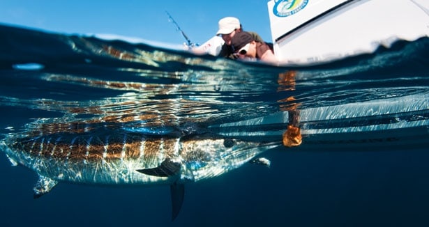 above below water striped marlin caught offshore saltwater fishing