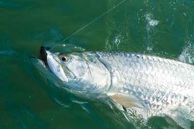 Tarpon caught fishing