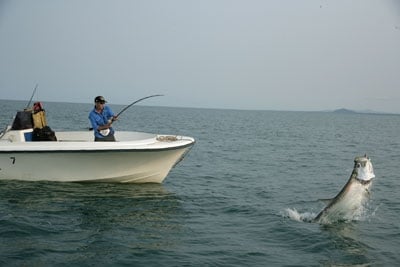 Fisherman tarpon fishing