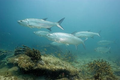 Underwater tarpon fish swimming