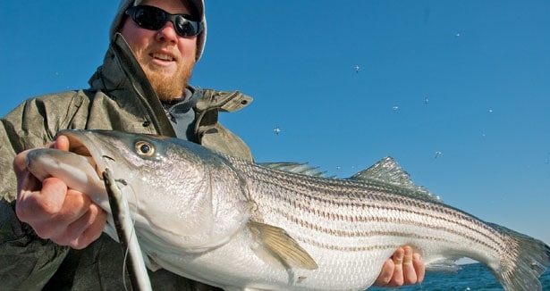 Fishing for Spring Striper - Trolling The 6 Rod Umbrella Rig Set Up - Shore  Tackle and Custom Rods