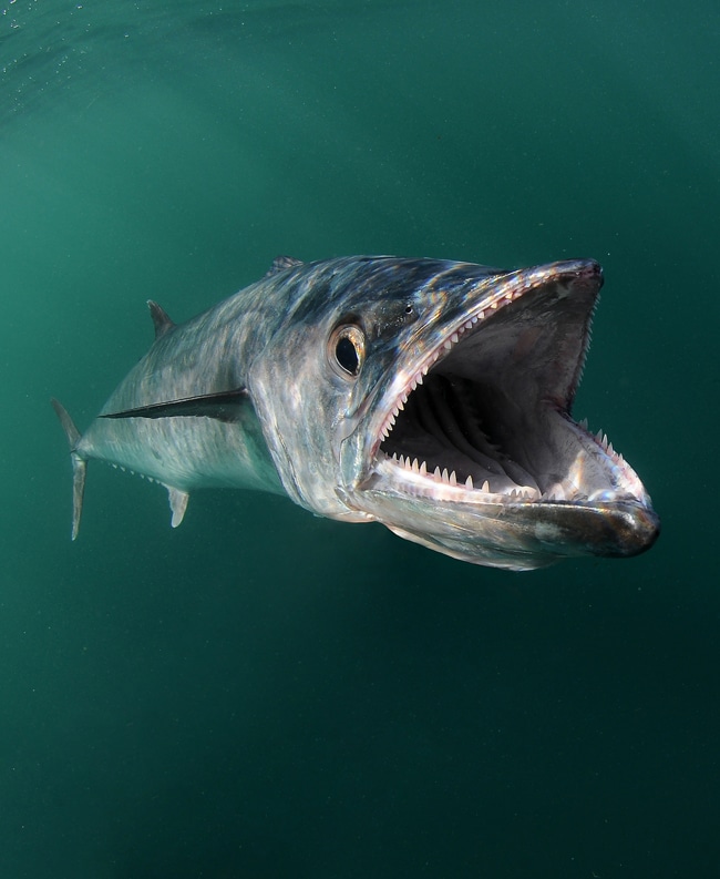 10 - jason arnold kingfish.jpg