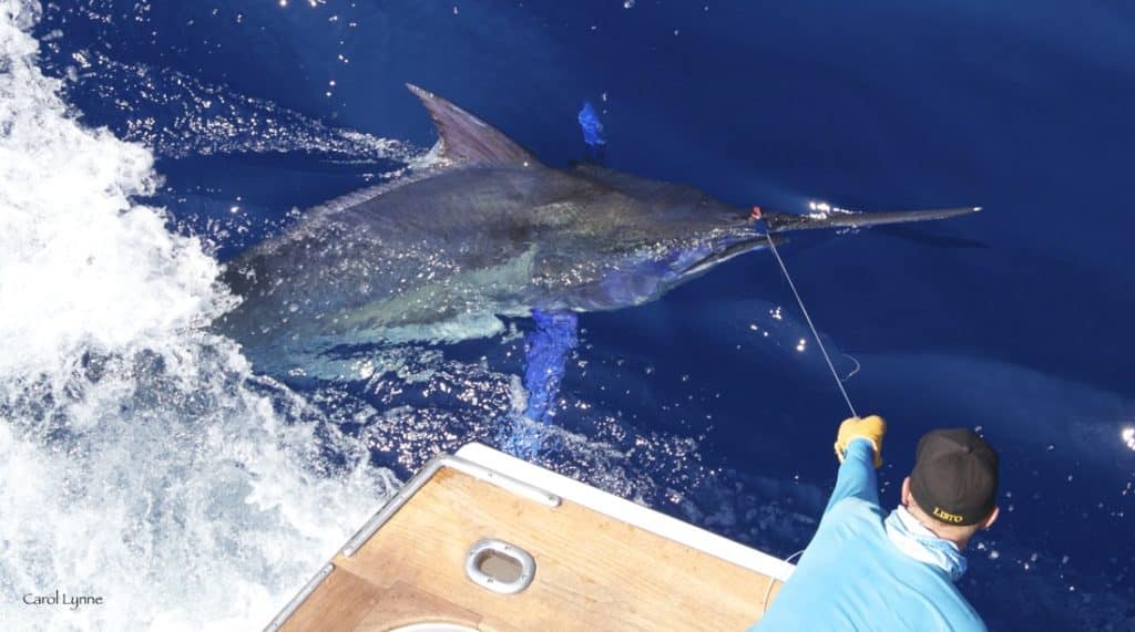 marlin caught offshore fishing in Kona, Hawaii