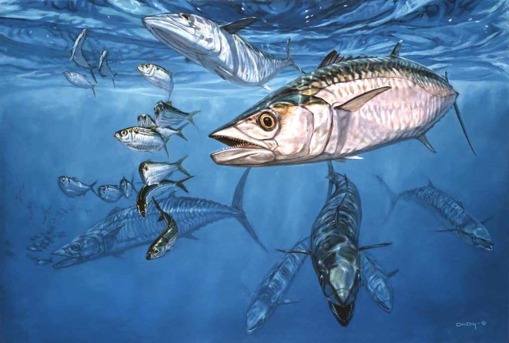 kingfish threadfin herring underwater art Don Ray marine fishing artist