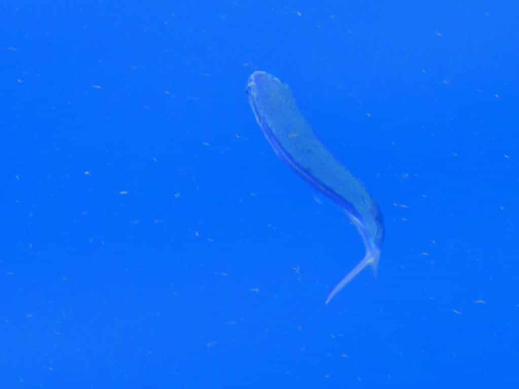 10 this atlantic patchwing is a streamlined, swimming torpedo underwater.jpg