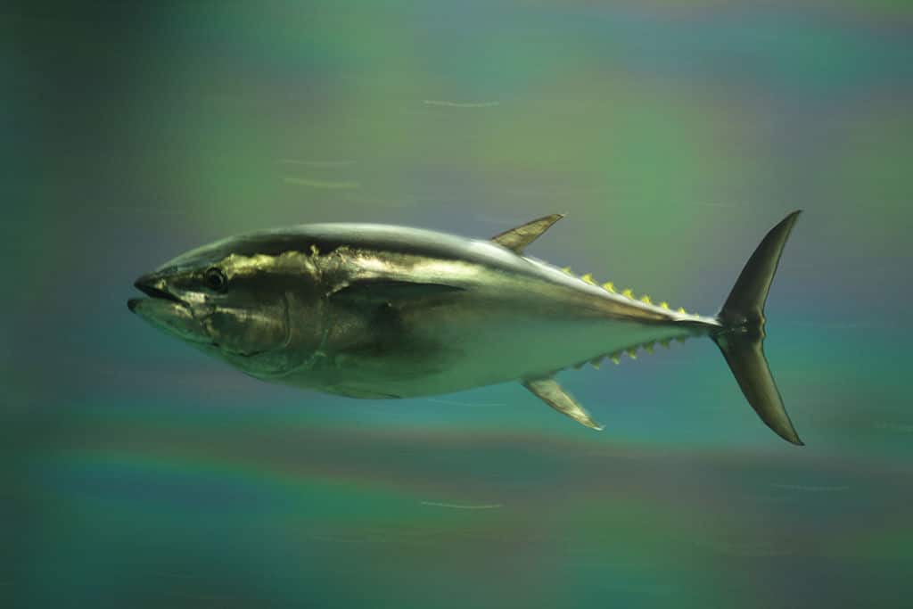 Pacific Bluefin