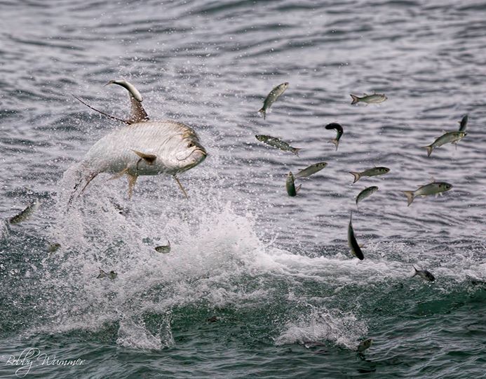 Tarpon Mullet Run