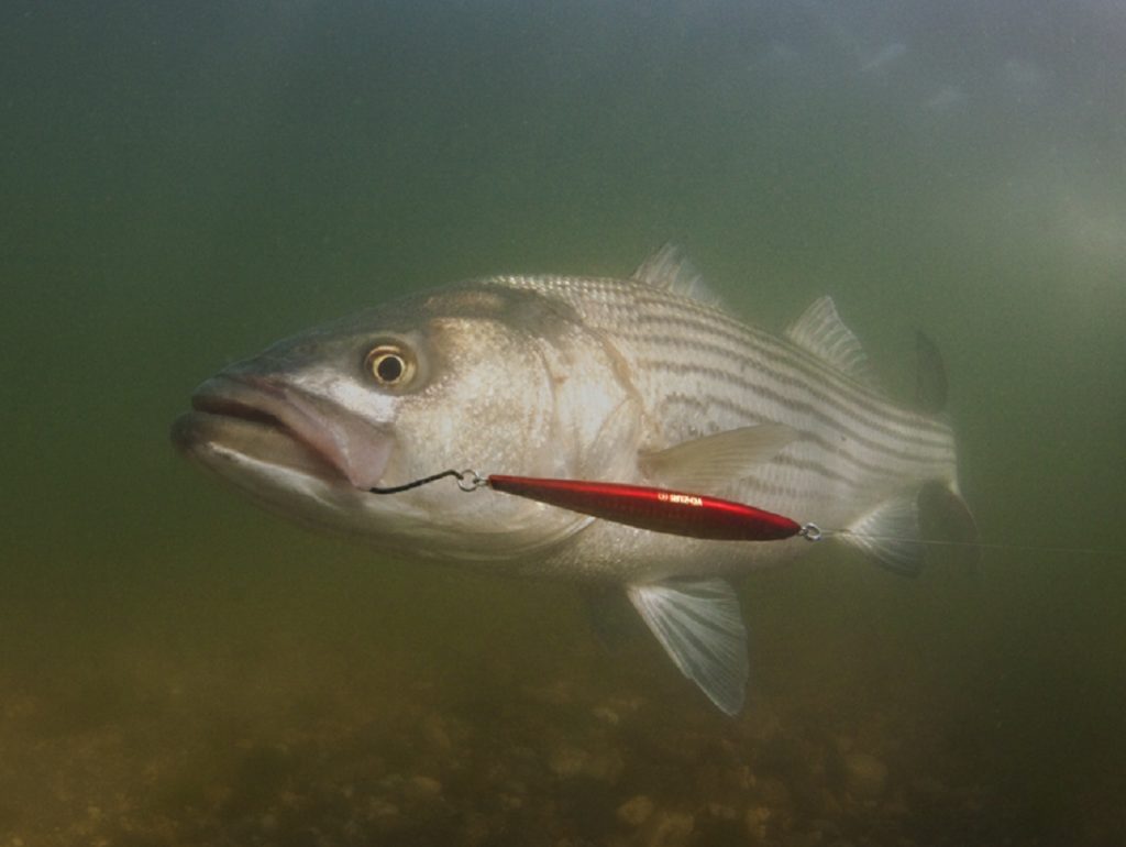 Striped bass underwater hooked on a twitchbait fishing lure