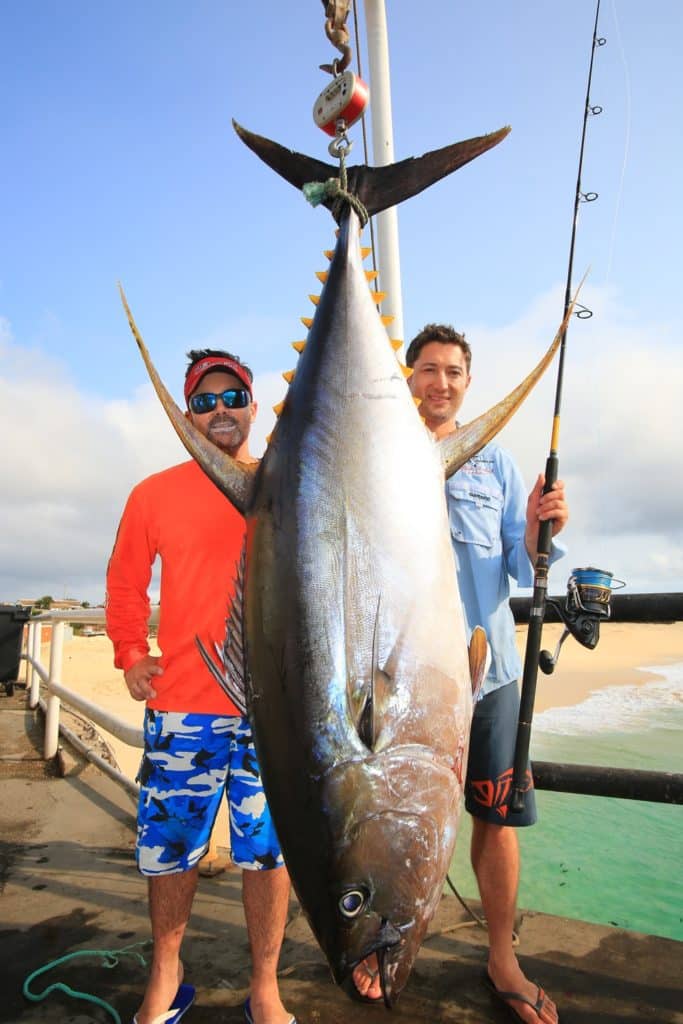 Ascension Island - yellowfin on a popper