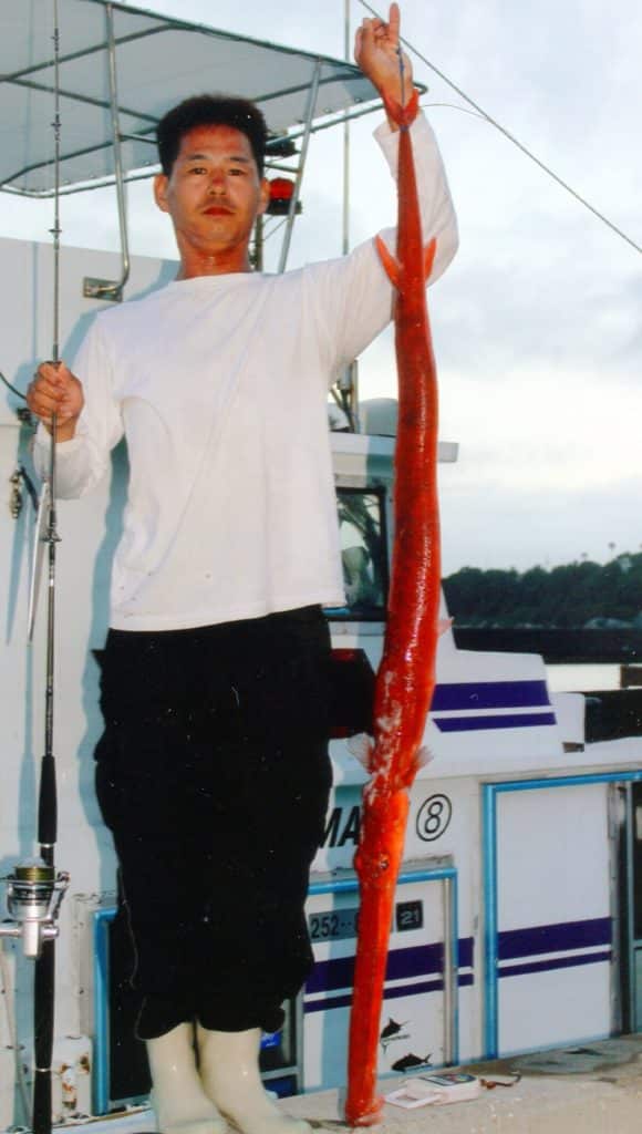 RED CORNETFISH (Fistularia petimba)