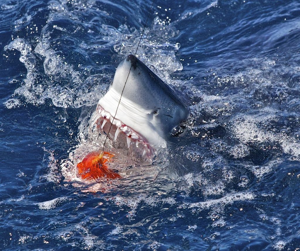 Mako shark at ocean surface