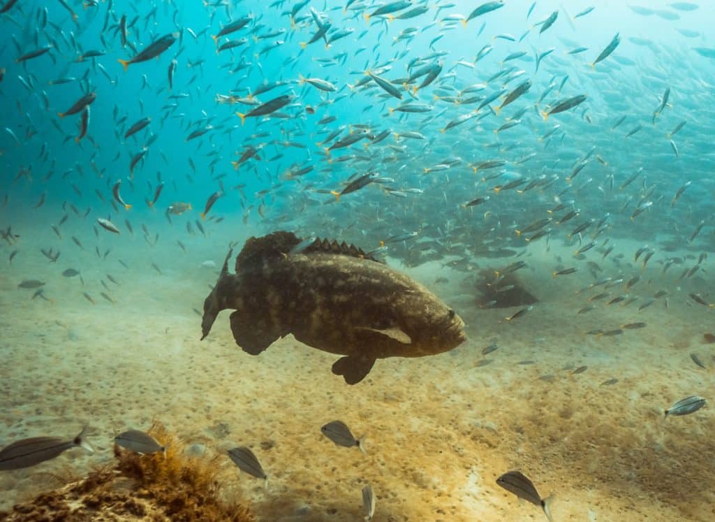 Underwater world of Florida Game Fish -- goliath grouper