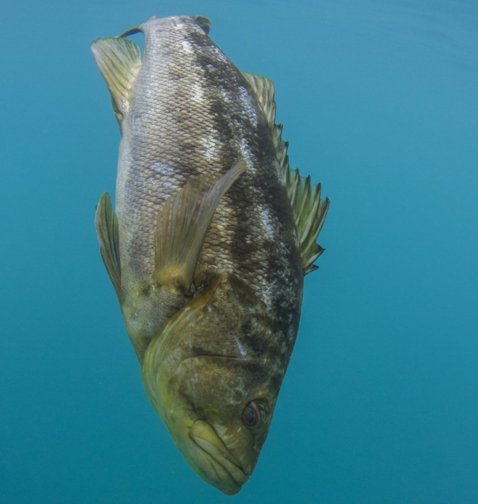 Kayak fishing Cedros Island, Baja -- portrait of a kelp (calico) bass