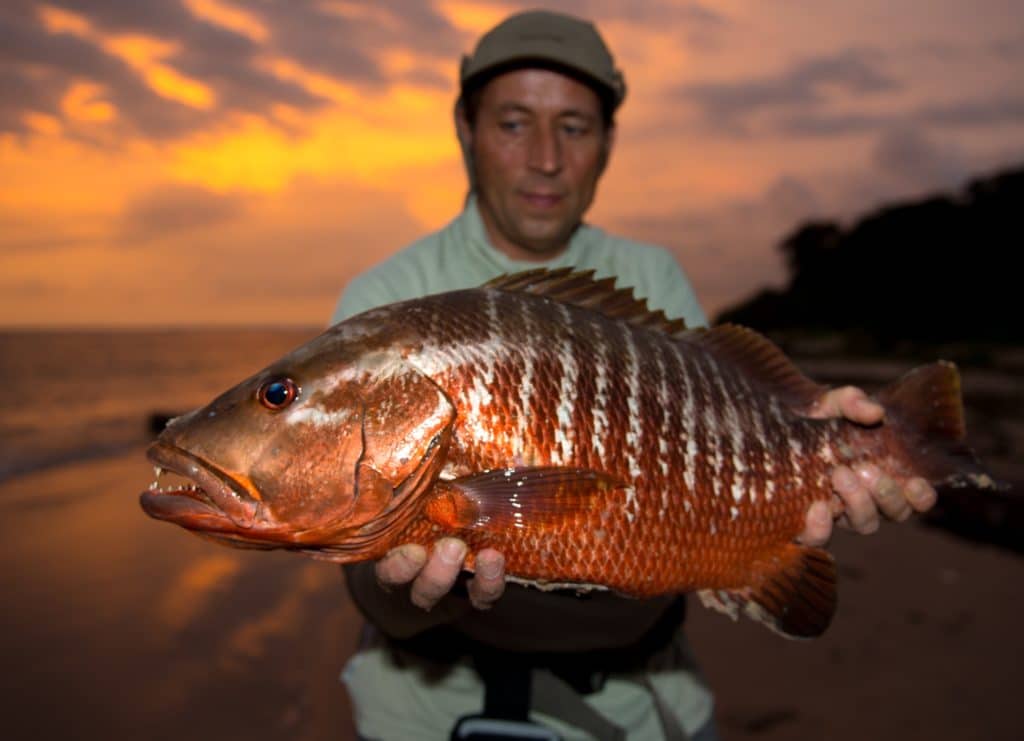 Fishing Gabon on the west African coast - a cubera snapper