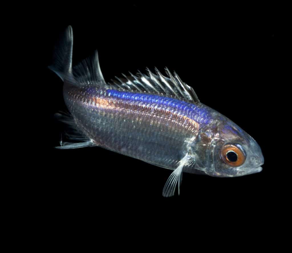 Tiny squirrelfish