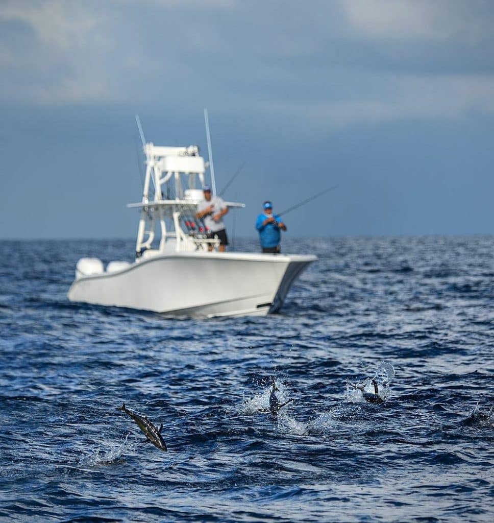 Blackfin tuna fish blitzing next to deep sea fishing boat off Key West, Florida