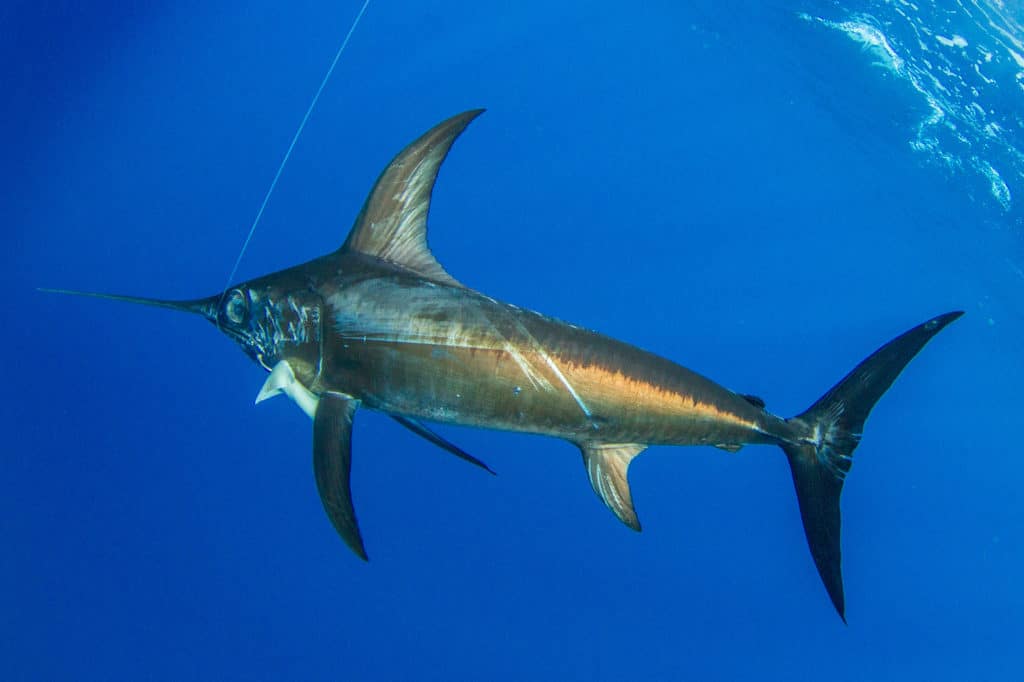 underwater swordfish