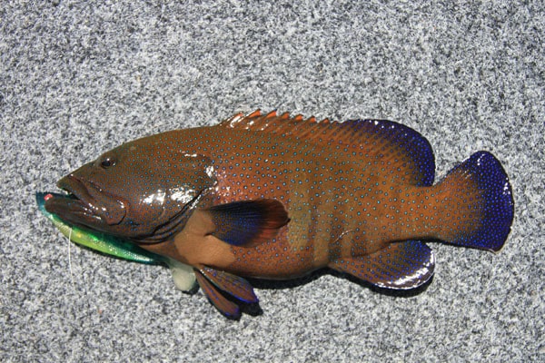 11 - peacock hind (fishbase) or blue-spotted grouper, new caledonia.jpg
